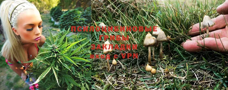 blacksprut сайт  Воскресенск  Псилоцибиновые грибы Cubensis  купить  